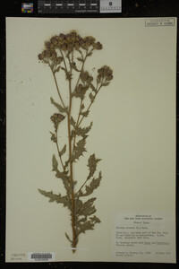 Cirsium arvense image
