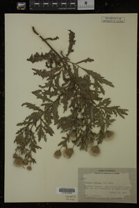 Cirsium arvense image