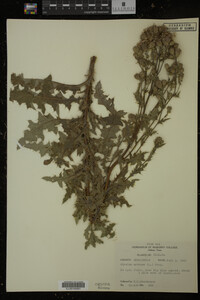 Cirsium arvense image