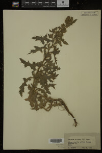 Cirsium arvense image