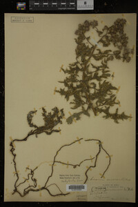 Cirsium arvense image