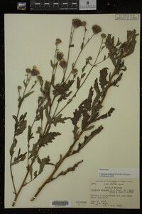 Cirsium arvense image