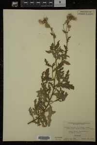 Cirsium arvense image