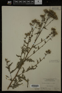 Cirsium arvense image