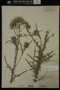 Cirsium arvense image