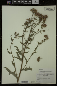 Cirsium arvense image