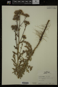 Cirsium arvense image