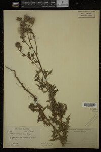 Cirsium arvense image