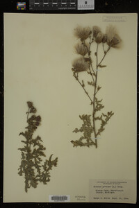 Cirsium arvense image