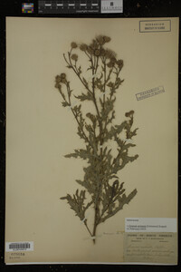 Cirsium arvense image