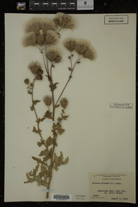 Cirsium arvense image
