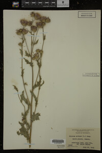 Cirsium arvense image