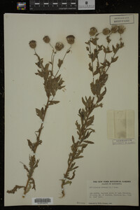 Cirsium arvense image