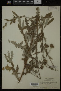 Cirsium arvense image