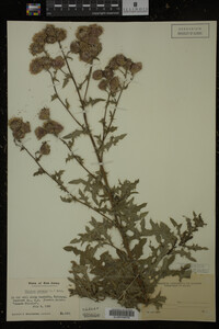 Cirsium arvense image