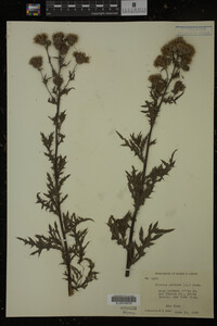 Cirsium arvense image