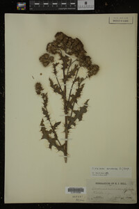 Cirsium arvense image