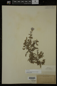 Cirsium arvense image