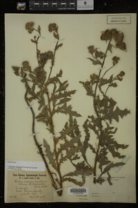 Cirsium arvense image