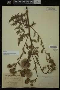 Cirsium arvense image