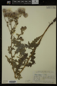 Cirsium arvense image