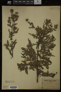 Cirsium arvense image