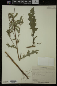 Cirsium arvense image