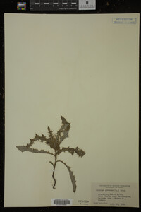 Cirsium arvense image