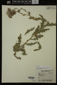 Cirsium arvense image