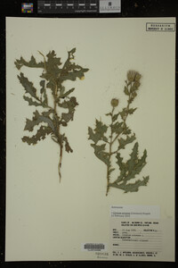 Cirsium arvense image