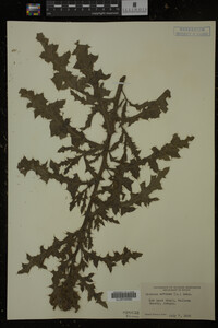 Cirsium arvense image