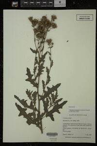 Cirsium arvense image