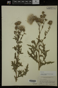 Cirsium arvense image
