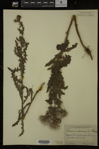 Cirsium arvense image
