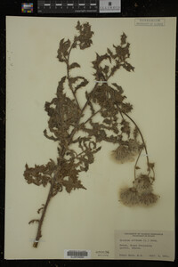 Cirsium arvense image