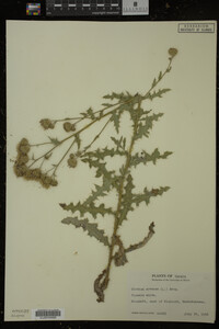 Cirsium arvense image