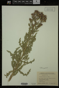 Cirsium arvense image