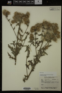 Cirsium arvense image