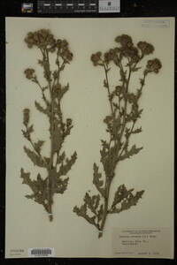 Cirsium arvense image