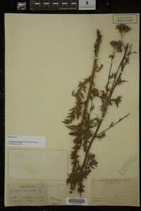 Cirsium arvense image