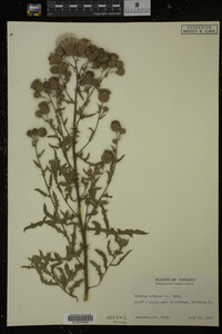 Cirsium arvense image