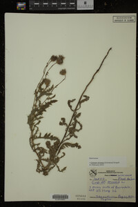 Cirsium arvense image