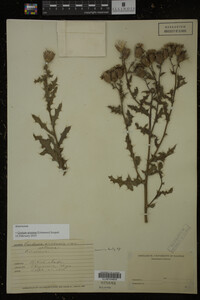 Cirsium arvense image