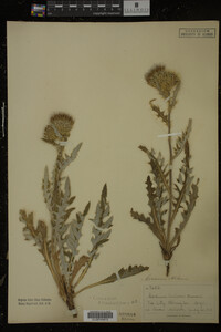 Image Associated With the Occurrence