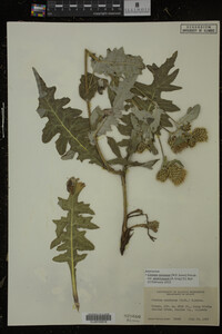 Image Associated With the Occurrence