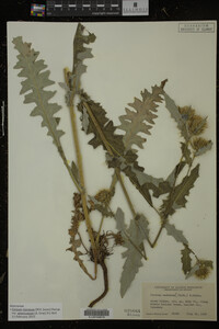 Image Associated With the Occurrence