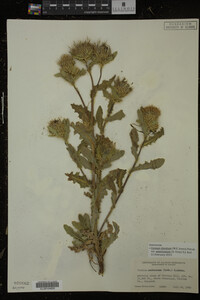 Image Associated With the Occurrence