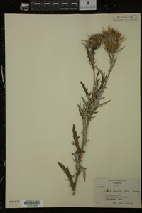Cirsium discolor image