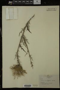 Cirsium discolor image