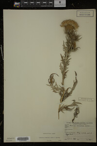 Cirsium discolor image